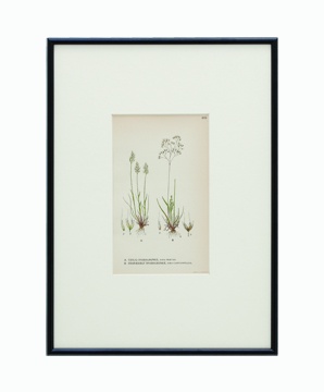 BOTANICAL GRASS_08